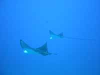 �}�_���g�r�G�C