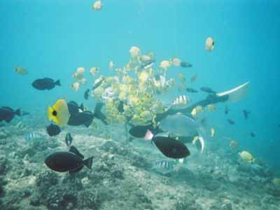 ����ɋ��܂݂�