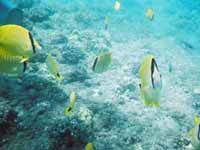 �~���b�h�V�[�h�o�^�t���C�t�B�b�V��